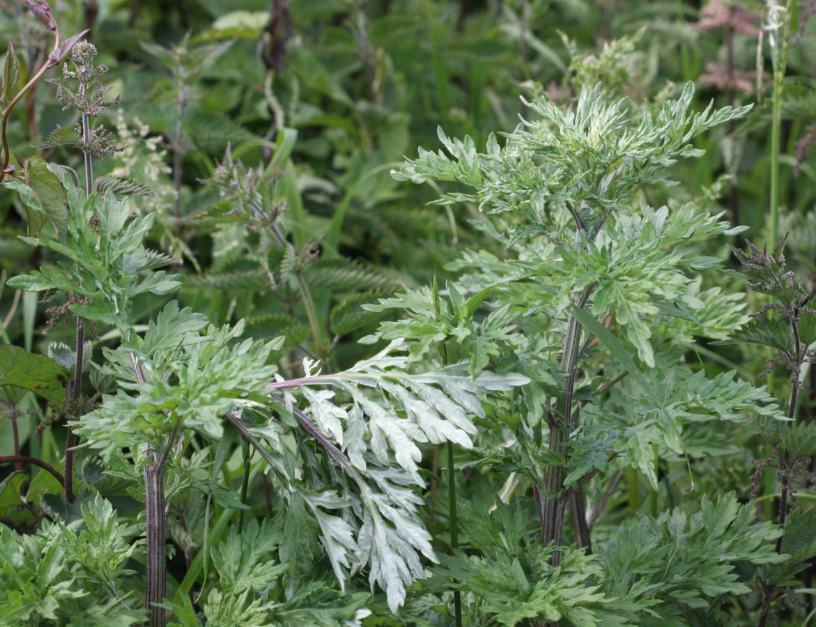 بومادران معمولی - معرفی و خواص گیاهان دارویی